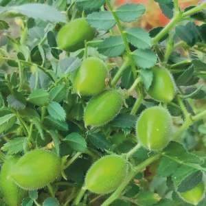 Bengalgram JG-11 Seed