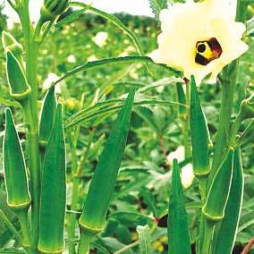 Bhendi ARUNA-304 Seed