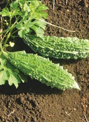 Bitter Gourd NITHYA-9 Seed