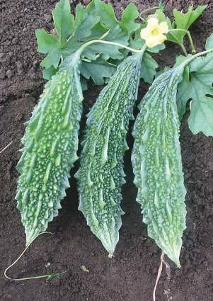Bitter Gourd