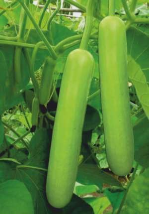 Bottle Gourd