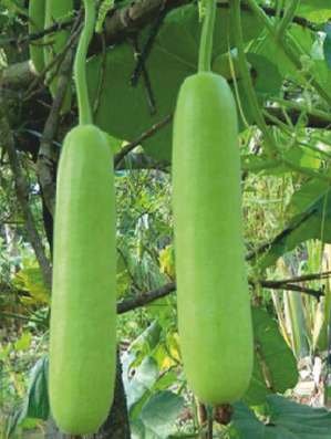 Bottle Gourd RANA (DL-21) Seed