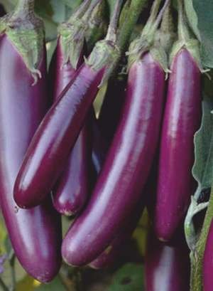 Brinjal PASAND Seed