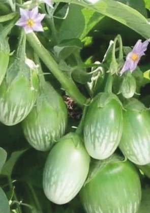 Brinjal