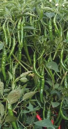 DHANALAKSHMI DELUXE Seed