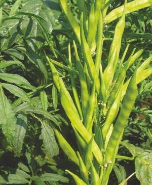 Cluster Beans GEETHA Seed