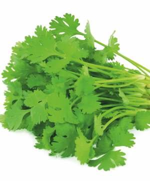 Coriander DLC-1112 Seed