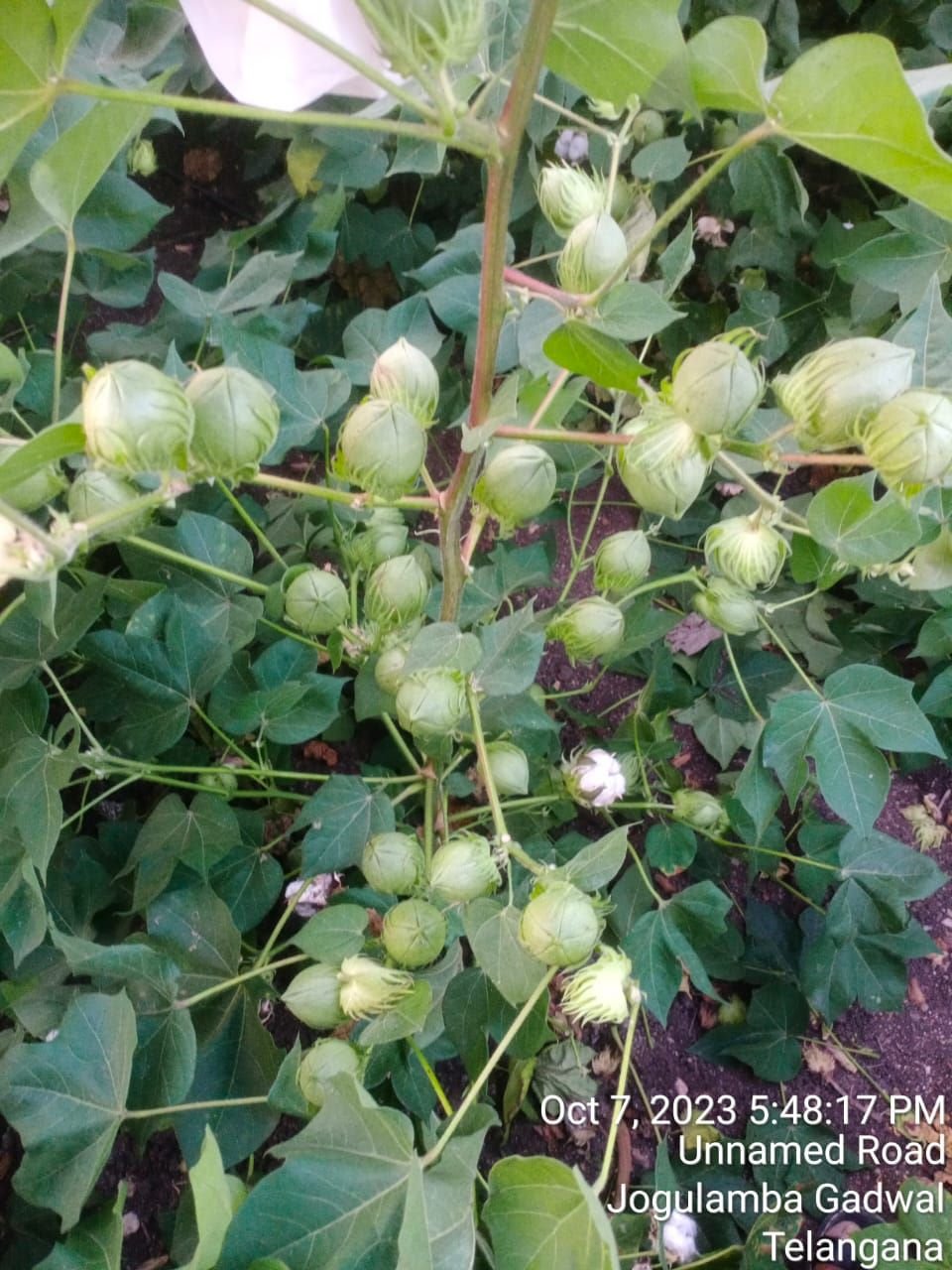 DLCH 459 BG II Seed