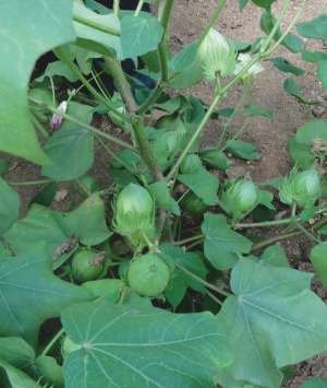 KESHAVA-279 BG-II Seed