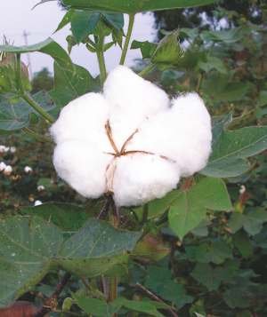 Cotton