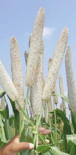 BAJRA DLBH-2525 Seed