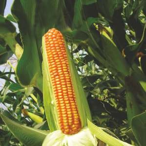 MEENA-45 (DLMH-45) Seed