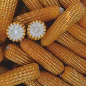 RAJA (DLMH-135) Seed