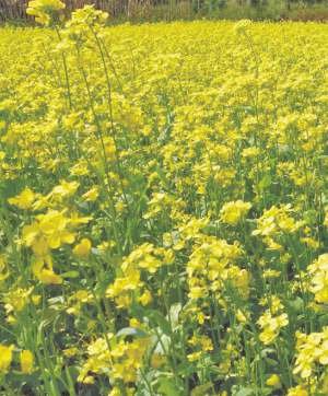 Mustard VAHINI-1112 Seed