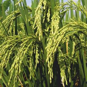 DHANYA (DLP-99) Seed