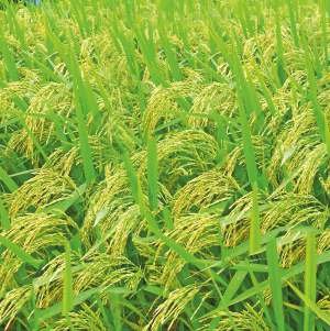 LAHARI-1010 (DPV-1010) Seed