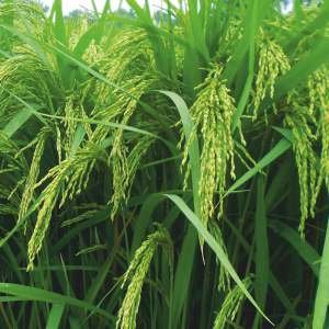 RAKSHAK (DLP-369) Seed