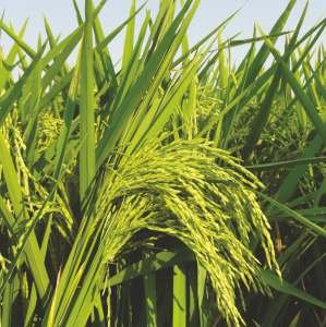 SIRI-1179 (DPV-1179) Seed