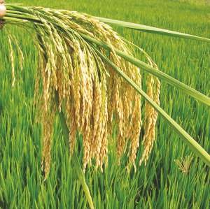 SUNNY (DLP-279) Seed