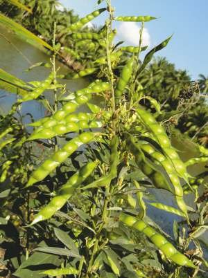 INDRA (DLT-936) Seed