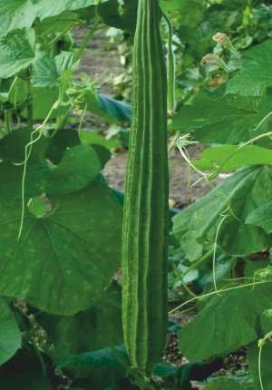 Ridge Gourd
