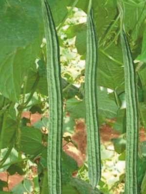 Ridge Gourd SWATHI-27 Seed