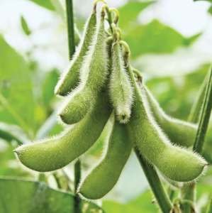 Soyabean JS-335 Seed