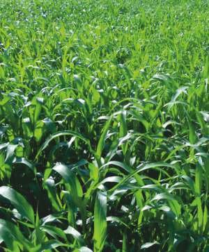 SSG (Sorghum Sudan Grass) Seed