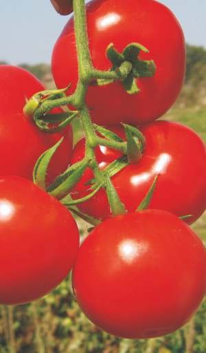Tomato APOORVA Seed