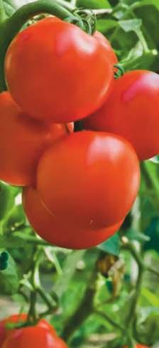 Tomato