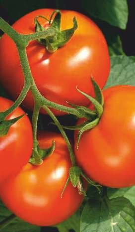 Tomato VAJRA (DLTH-2277) Seed