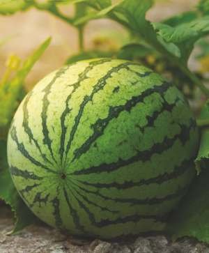 Watermelon Seed